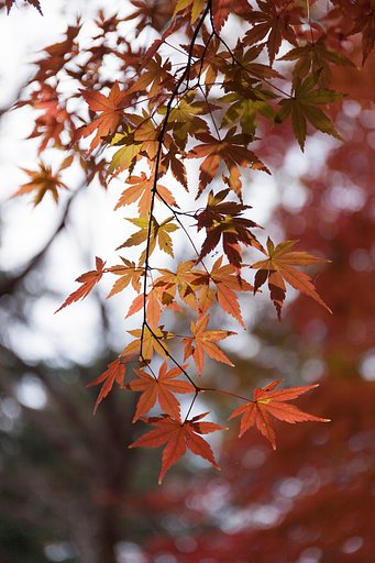 EF24-70mm F4 L IS
