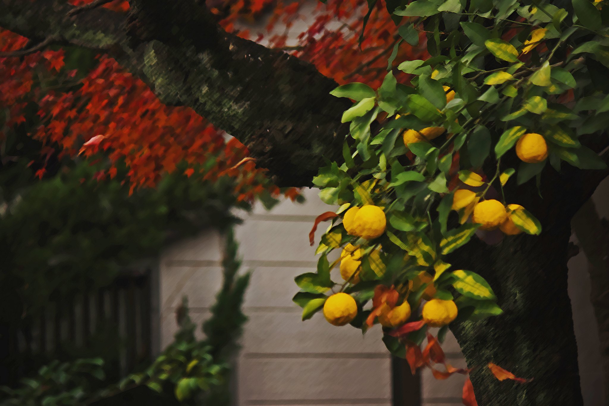 柚子と紅葉