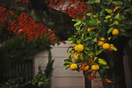 柚子と紅葉
