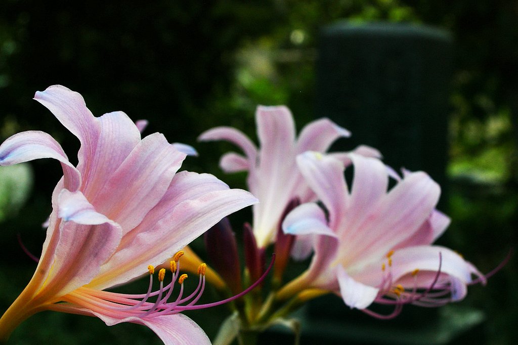 墓地の花