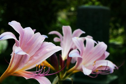 墓地の花