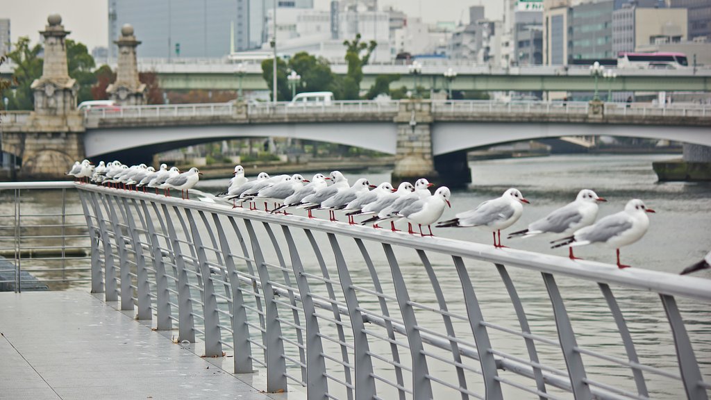 中之島のユリカモメたち