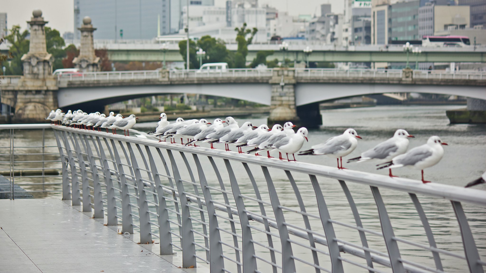 中之島のユリカモメたち