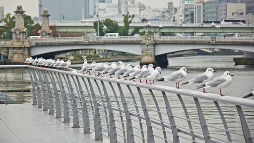 中之島のユリカモメたち