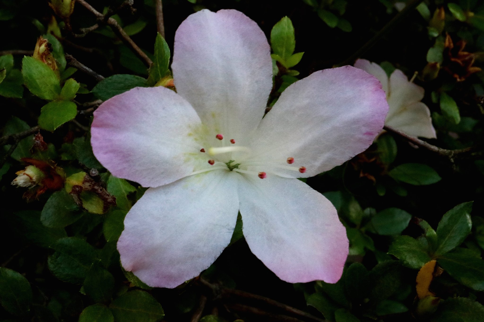 サツキの花