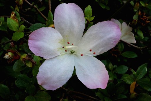 サツキの花