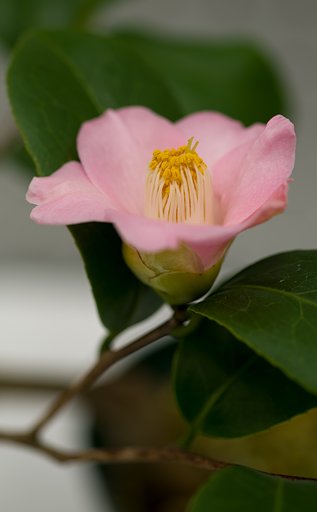 椿　大原の里