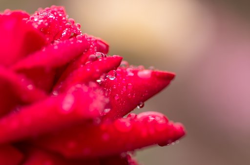 喜雨_2017