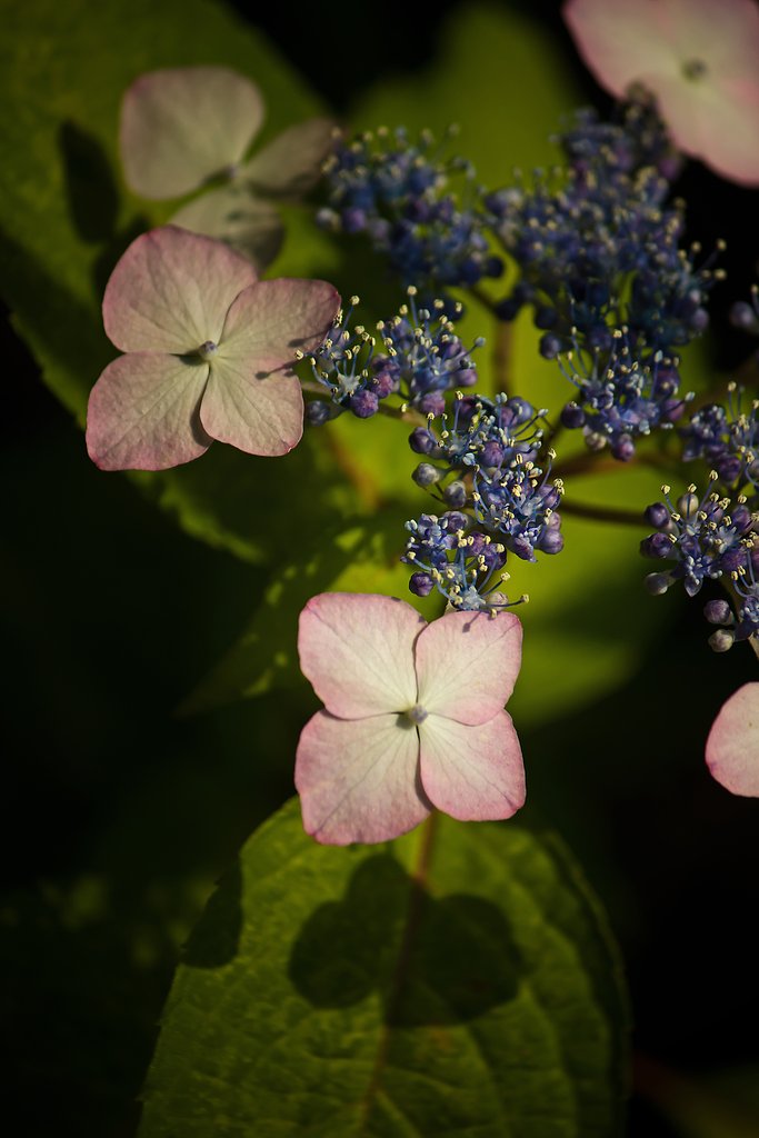 甘茶の花影