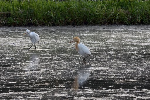 アマサギ