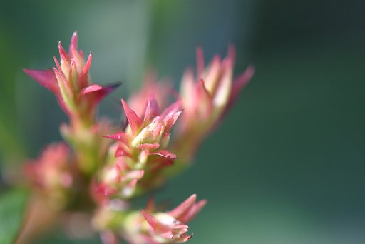 新芽