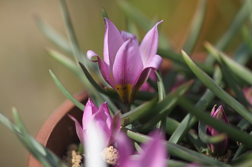 鉢植えの原種のチュウリップ