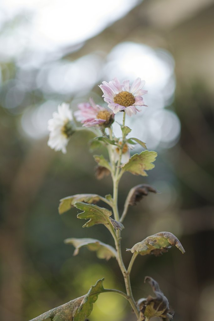 ペンタックスFA50mmF2.8マクロ