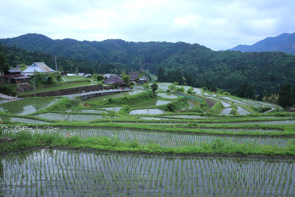 棚田撮りに・・・ Ⅱ