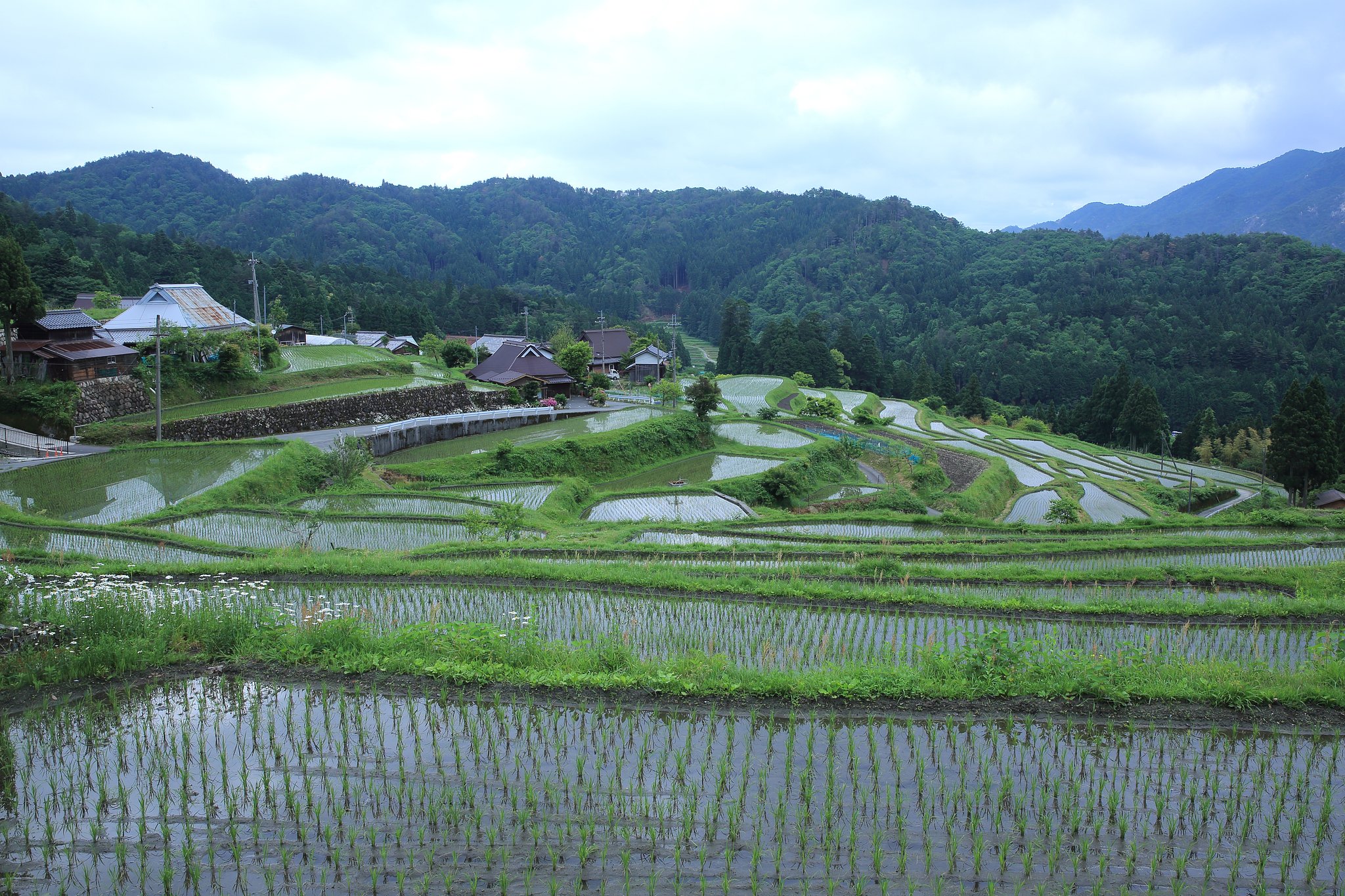 棚田撮りに・・・ Ⅱ