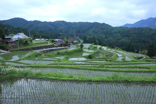 棚田撮りに・・・ Ⅱ