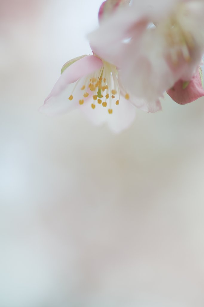 春色