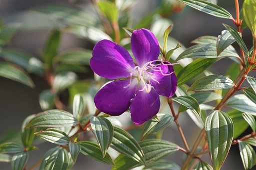 季節外れのノボタンの花