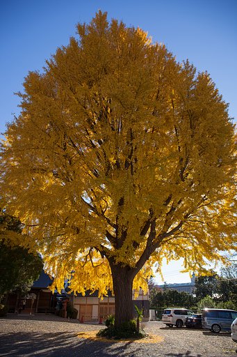EF24-70mm F4 L IS