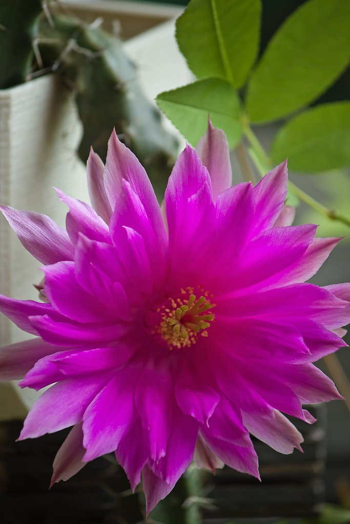 サボテンの花「美花角」