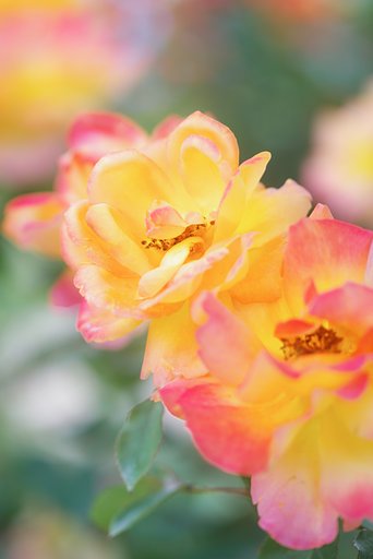Ai  Micro-Nikkor 105mmF4