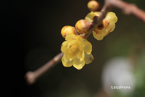 蝋梅2