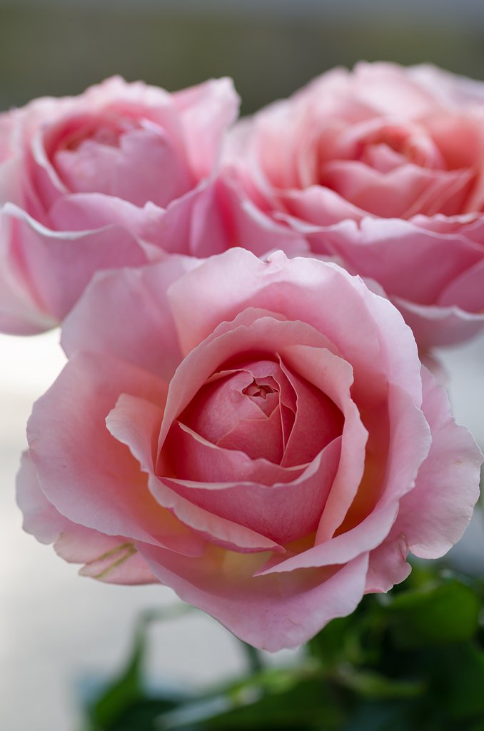 SIGMA MACRO 70mm F2.8