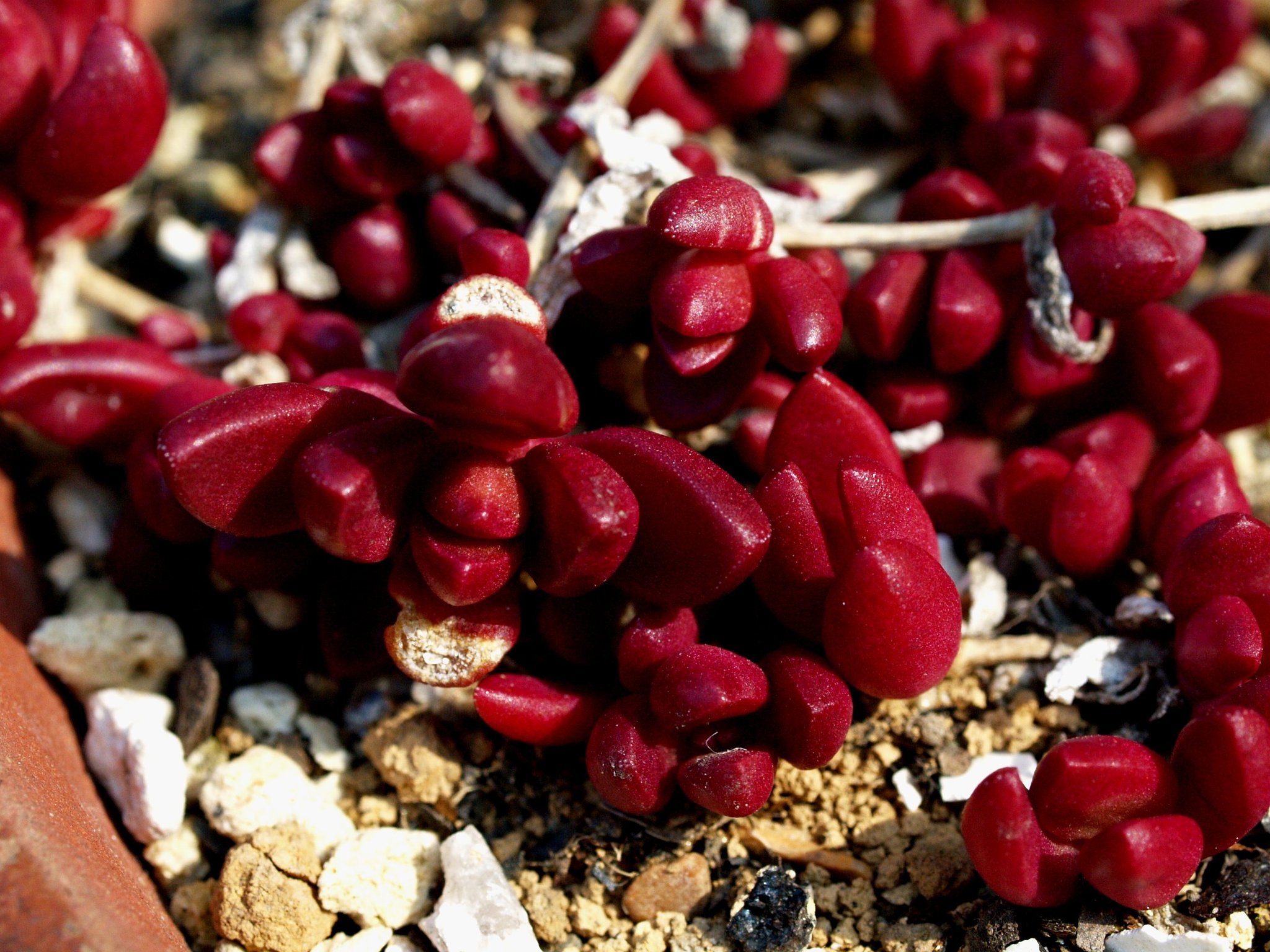 nubigenum 