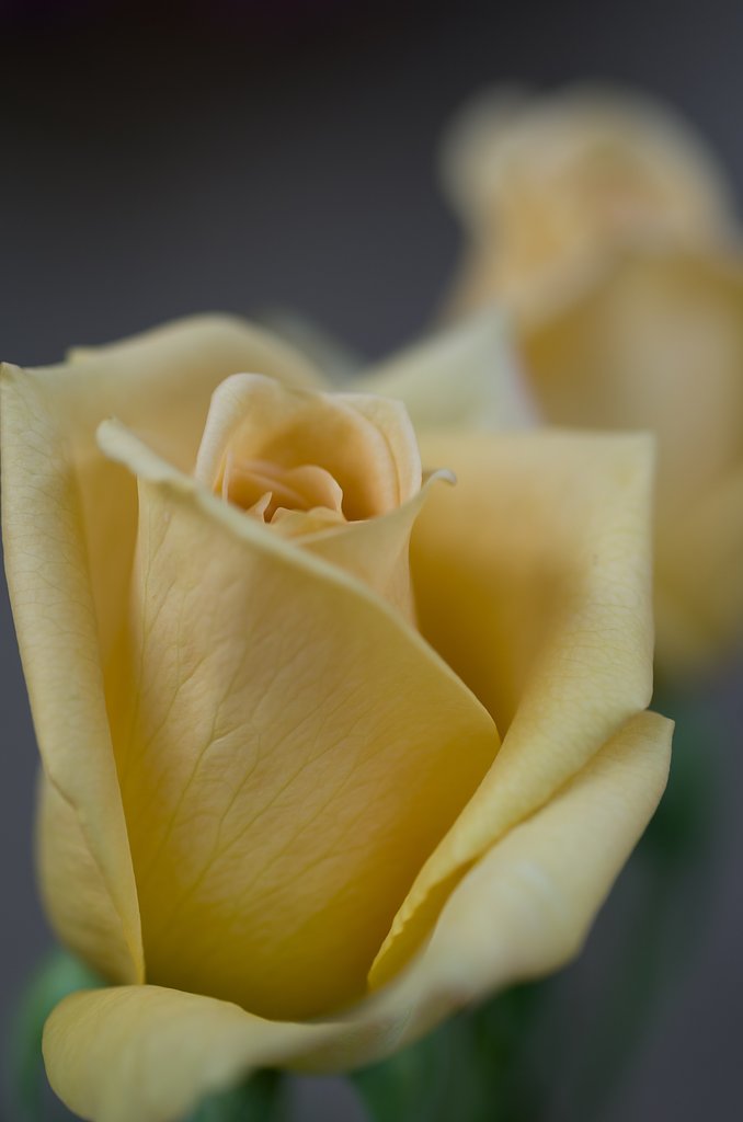 SIGMA MACRO 70mm F2.8