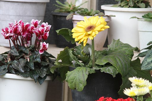 庭に並べた鉢の花