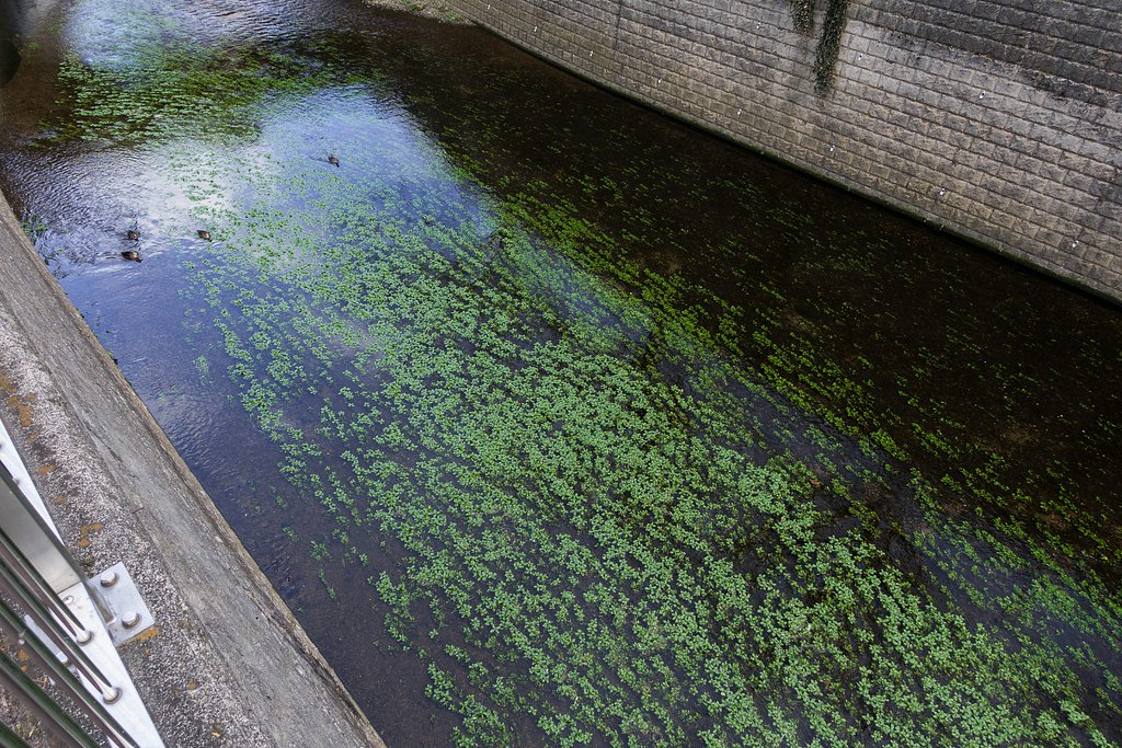 かもの流れに