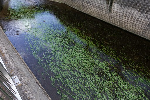 かもの流れに