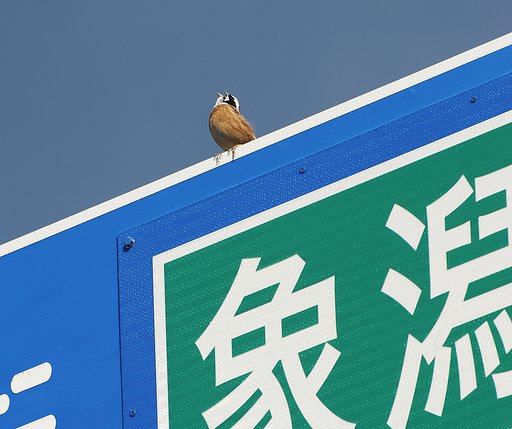 鳥