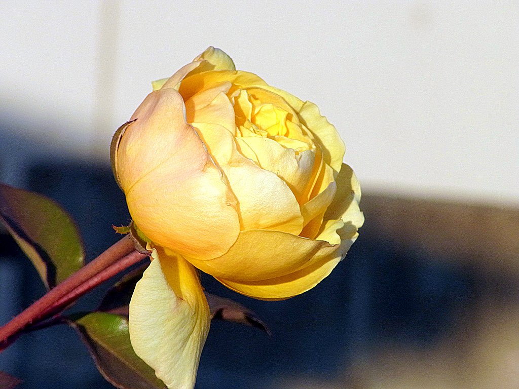 RICOH LENS P10 28-300mm