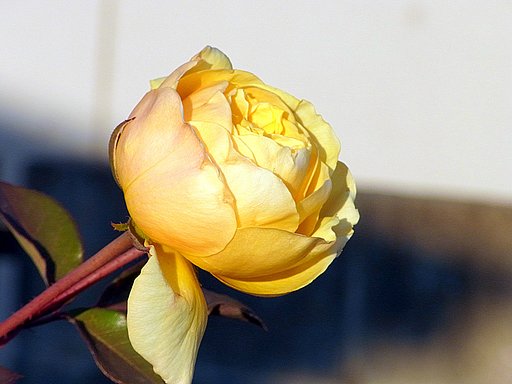 RICOH LENS P10 28-300mm
