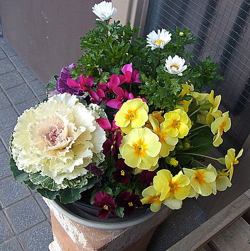 寄せ植え