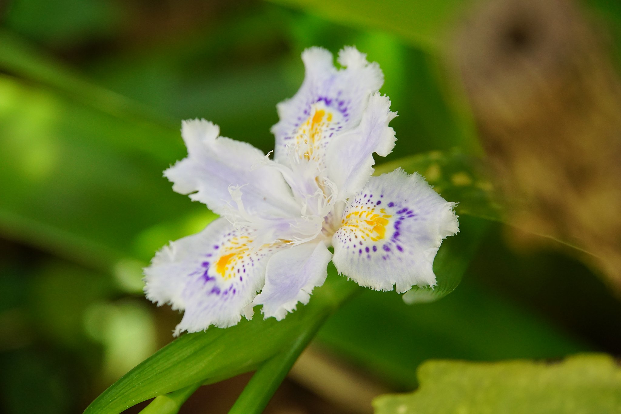 季節を感じる花