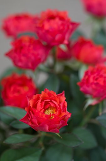 SIGMA MACRO 70mm F2.8
