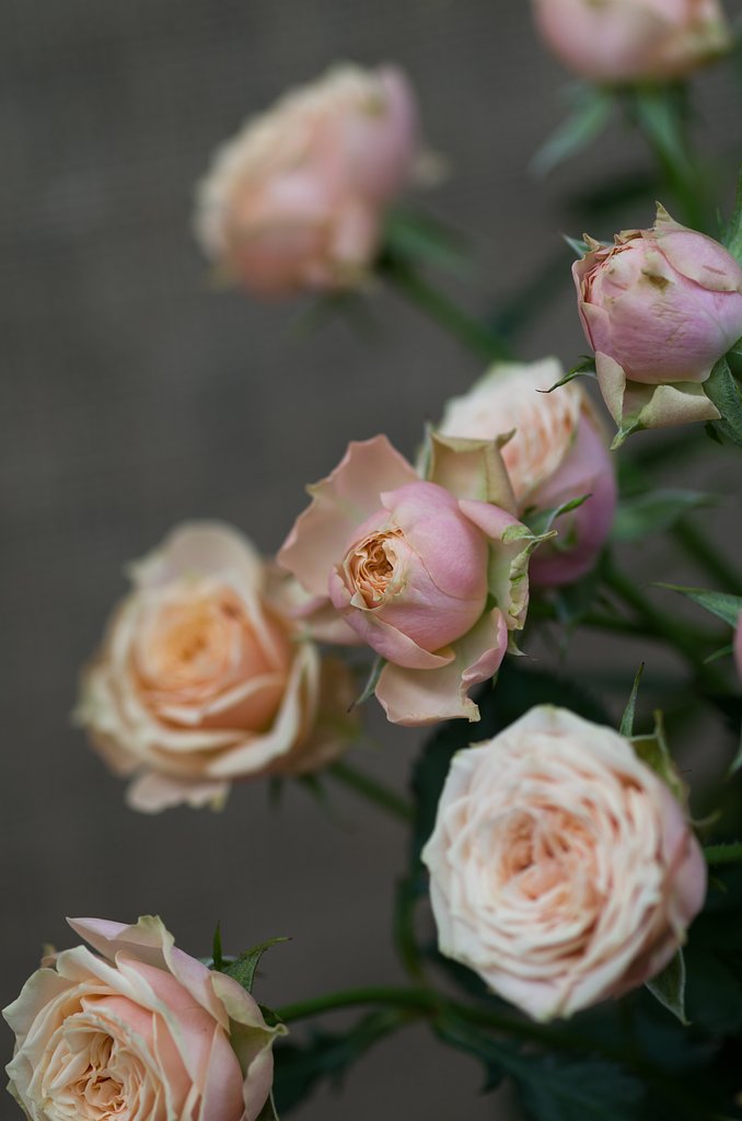 SIGMA MACRO 70mm F2.8