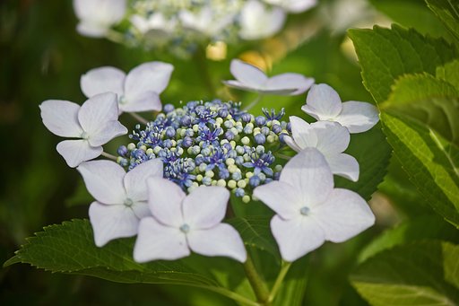 バランス（両性・装飾花）が好きなガクアジサイ
