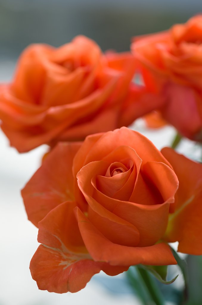 SIGMA MACRO 70mm F2.8