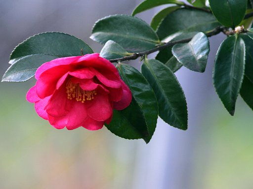 山茶花