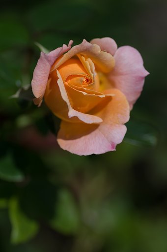 PENTAX-D FA MACRO 100mm F2.8