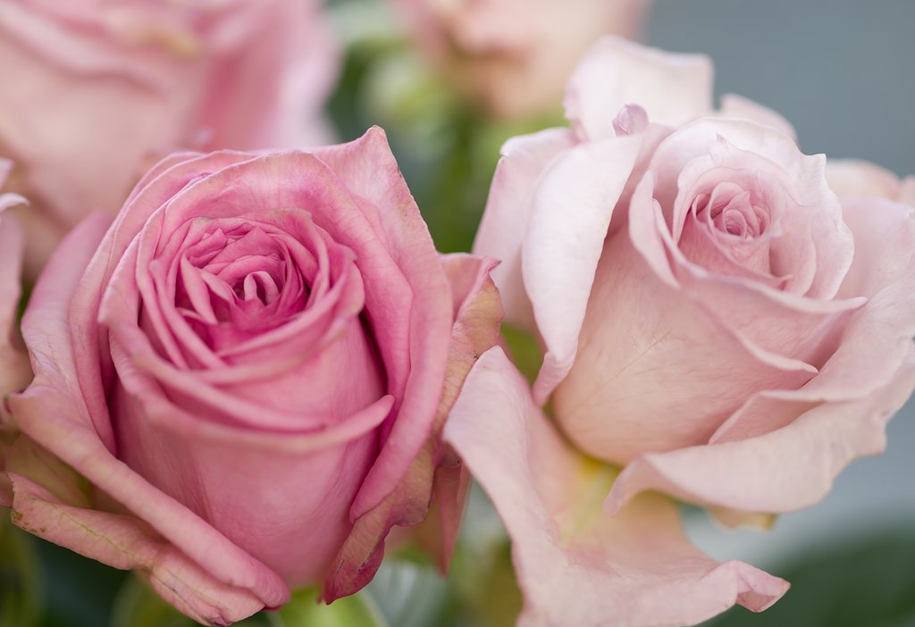 SIGMA MACRO 70mm F2.8