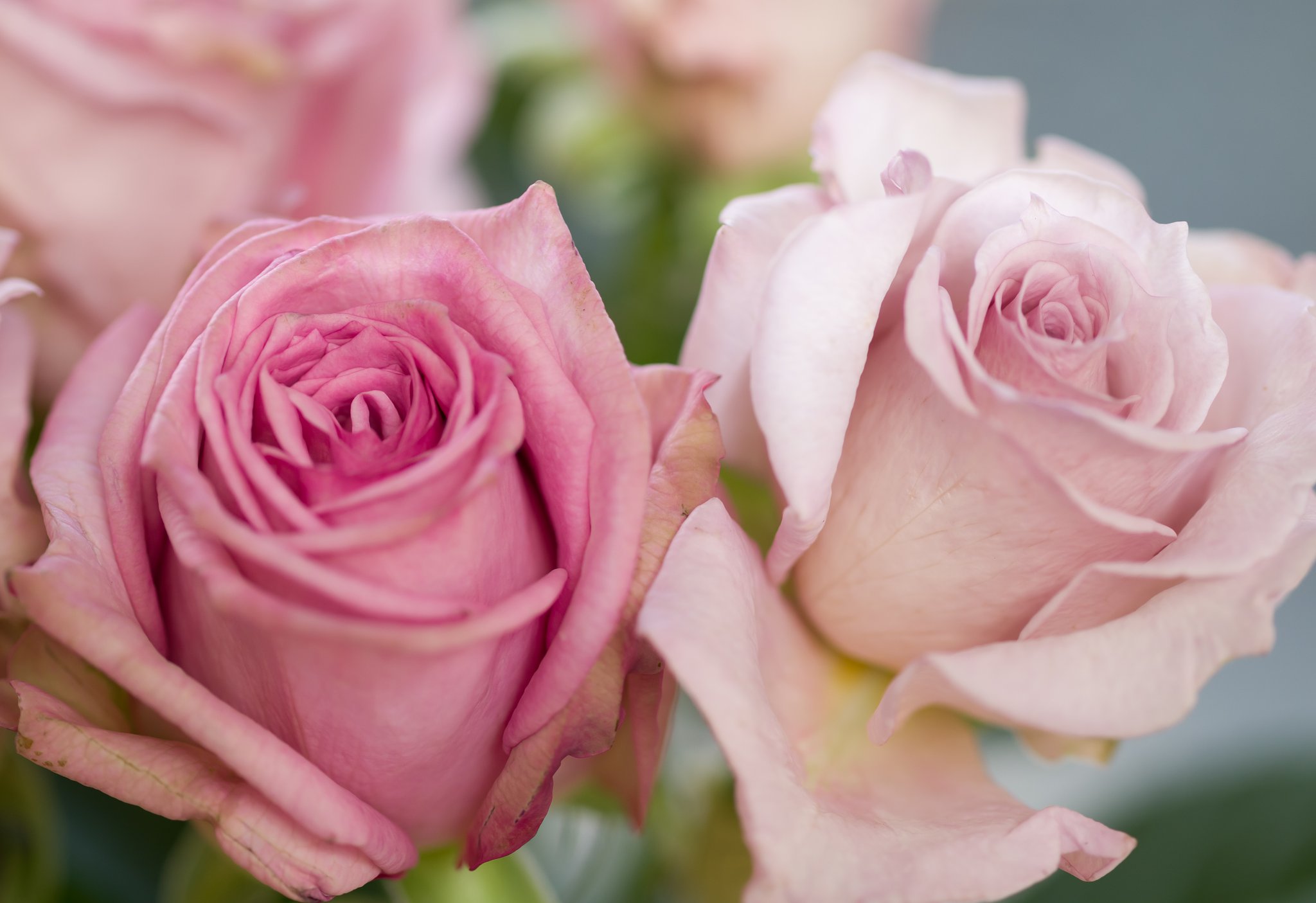 SIGMA MACRO 70mm F2.8