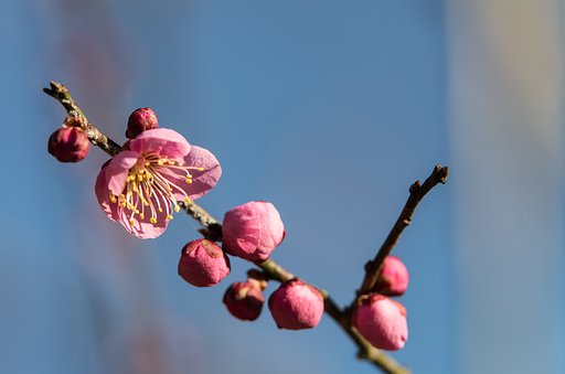 開花