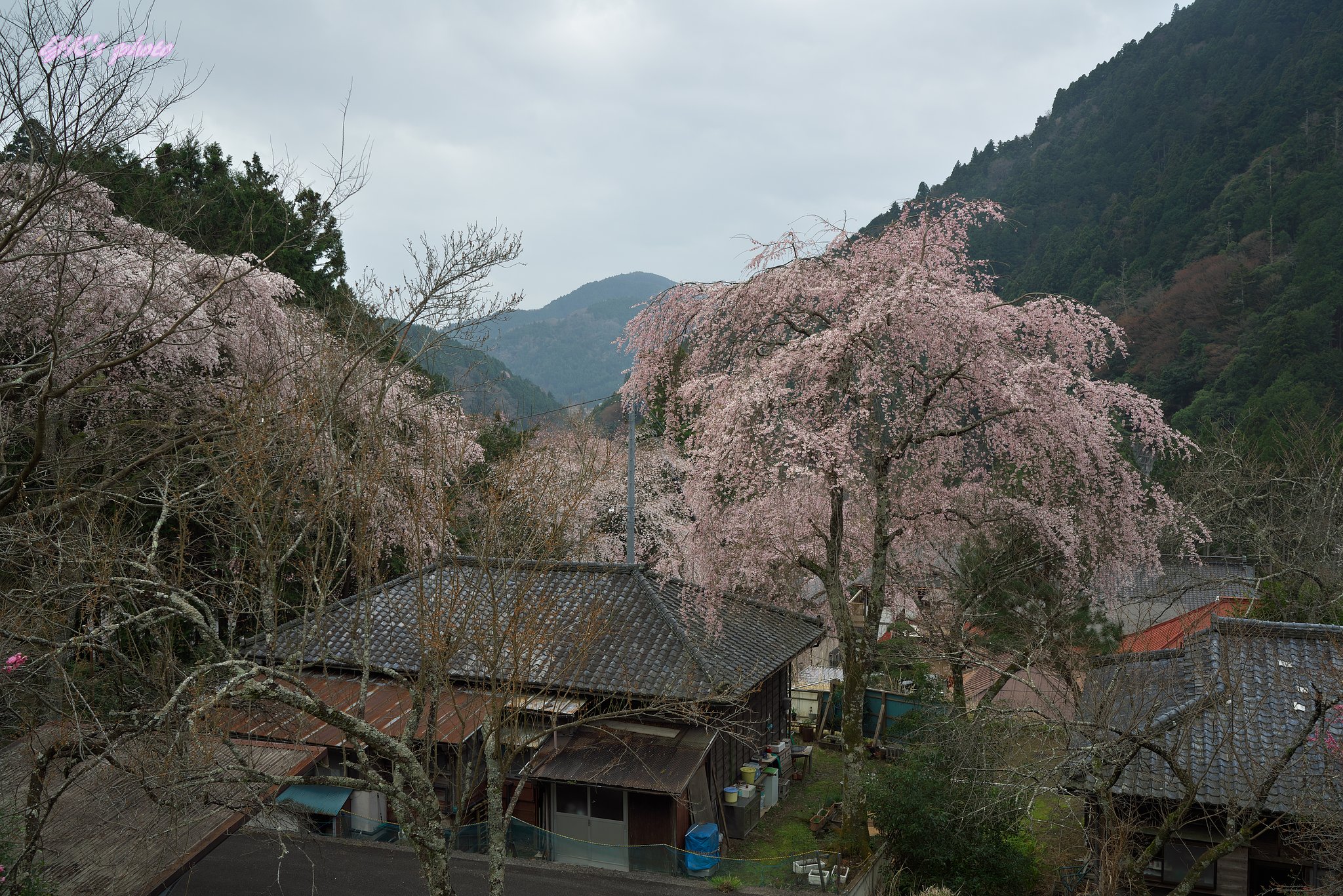 Distagon FE35mm F1.4 ZA