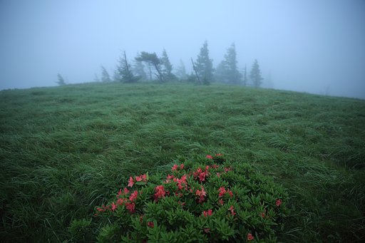 夏来の星