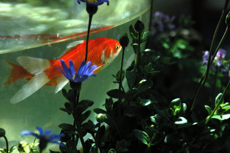 青い花と金魚