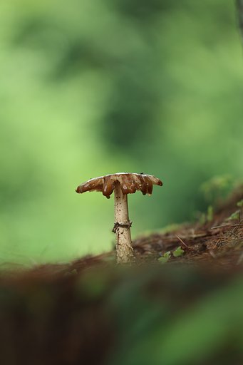 きのこ